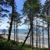 苛酷な自然環境で育った海岸松から抽出された素材、ピクノジェノール！